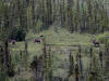 11Aug: Woodland Caribou, KM436, Dempster Hwy, YT