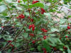11Aug: Soapberry, KM446, Dempster Hwy, YT