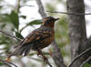 11Aug: Varied Thrush, KM446, Dempster Hwy, YT