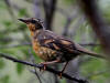 11Aug: Varied Thrush, KM446, Dempster Hwy, YT