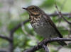 11Aug: Swainson's Thrush, KM446, Dempster Hwy, YT