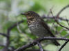11Aug: Swainson's Thrush, KM446, Dempster Hwy, YT