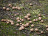 11Aug: Mushrooms, KM446, Dempster Hwy, YT
