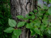 11Aug: Balsam Poplar, KM446, Dempster Hwy, YT