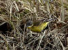 03Jun: Eastern Yellow Wagtail, Council Road, AK