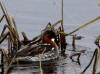 03Jun: Red-necked Phalarope, Council Road, AK