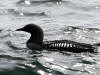 03Jun: Pacific Loon, Council Road, AK