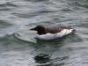 03Jun: Common Murre, Council Road, AK