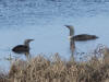 03Jun: Red-throated Loon, Council Road, AK
