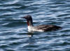03Jun: Red-throated Loon, Council Road, AK