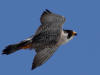 03Jun: Peregrine Falcon, Safety Sound, Council Road, AK