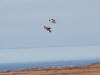 04Jun: Short-eared Owl (displaying), Council Road, AK