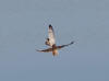 04Jun: Short-eared Owl (displaying), Council Road, AK