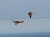04Jun: Short-eared Owl (displaying), Council Road, AK