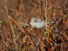 04Jun: Hoary Redpoll, Council Road, AK