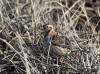 04Jun: Lapland Longspur, Council Road, AK