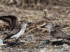04Jun: Semipalmated Sandpiper (confrontation), Council Road, AK