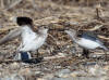 04Jun: Semipalmated Sandpiper (attacking), Council Road, AK