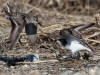 04Jun: Semipalmated Sandpiper (counter attack), Council Road, AK