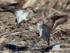 04Jun: Semipalmated Sandpiper (fighting), Council Road, AK
