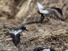 04Jun: Semipalmated Sandpiper (repositioning), Council Road, AK