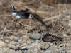 04Jun: Semipalmated Sandpiper (aerial attack), Council Road, AK