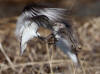 04Jun: Semipalmated Sandpiper (claws to chest), Council Road, AK