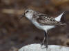 04Jun: Semipalmated Sandpiper (showing webbing between toes), Council Road