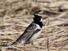 04Jun: Lapland Longspur (male), Council Road, AK