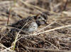 04Jun: Lapland Longspur (female), Council Road, AK