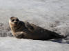 04Jun: Spotted Seal, Safety Sound, AK