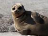 04Jun: Spotted Seal, Safety Sound, AK