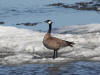 04Jun: Cackling Goose, Council Road, AK