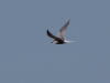 04Jun: Aleutian Tern, Council Road, AK