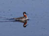 04Jun: Red-necked Phalarope, Council Road, AK