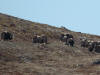 04Jun: Muskox, Council Road, AK