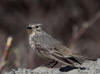 04Jun: American Pipit, Council Road, AK