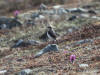 04Jun: Northern Wheatear, Council Road, AK