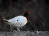 05Jun: Willow Ptarmigan, Grand Central River, Kougarok Road, AK