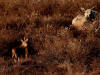 05Jun: Moose & calves, Salmon Lake Campground, Kougarok Road, AK