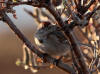 05Jun: American Tree Sparrow, Salmon Lake, Kougarok Road, AK