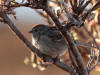 05Jun: American Tree Sparrow, Salmon Lake, Kougarok Road, AK