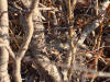 05Jun: Common Redpoll on nest, Salmon Lake, Kougarok Road, AK