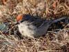05Jun: American Tree Sparrow, Salmon Lake, Kougarok Road, AK