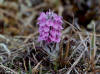 05Jun: Wooly Lousewort, near Coffee Dome, Kougarok Road, AK