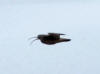 05Jun: Bristle-thighed Curlew, Coffee Dome, AK
