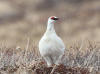 05Jun: Rock Ptarmigan, Coffee Dome, AK