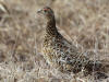 05Jun: Rock Ptarmigan, Coffee Dome, AK