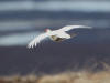 05Jun: Rock Ptarmigan, Coffee Dome, AK