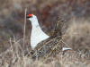 05Jun: Rock Ptarmigan, Coffee Dome, AK
